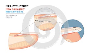 Science of human body. Anatomical training poster. Fingernail Anatomy. Structure of human nail. How nails grow. Matrix divisions