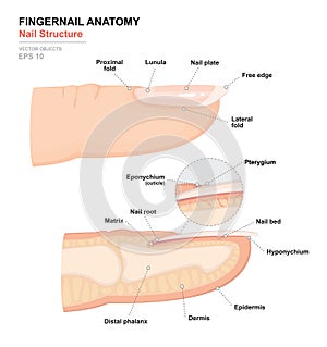 Science of human body. Anatomical training poster. Fingernail Anatomy. Structure of human nail. Cross-section of the finger