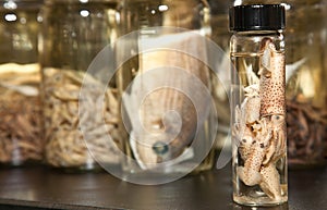 Science Laboratory: Cuttlefish Sample