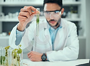 Science laboratory, test tube plant and man focus on biotechnology progress, study or botany research. Natural medicine