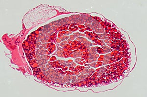 Science medical anthropotomy thyroid gland