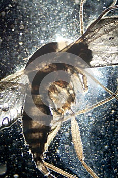 Science microscopy animal insect photo