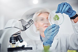 Science, research and plant sample with a doctor woman at work in a biology lab for innovation or development