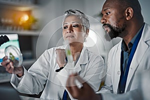 Science team, woman and plants in petri dish for black man, analysis or lab research for future food security. Mature