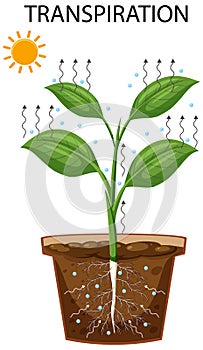 Science transpiration in plants