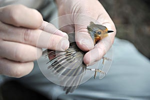 Scientific bird ringing