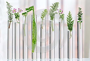 Scientific experiments on medicinal plants