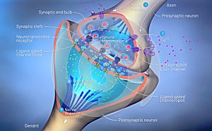 Scientific function of a synapse or neuronal connection with a nerve cell