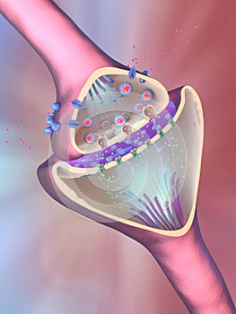 Scientific function of a synapse or neuronal connection with a nerve cell