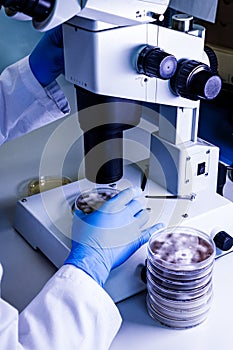 Scientific handling a light stereomicroscope examines a culture in a petri dish for pharmaceutical bioscience research. Concept of
