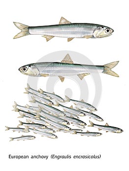 Scientific illustration of european anchovy photo