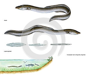 Scientific illustration of european eel Anguilla anguilla