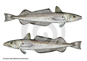 Scientific illustration of european hake Merluccius merluccius