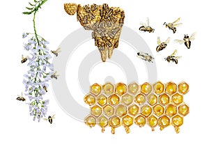 Scientific illustration of honey bee apis mellifera