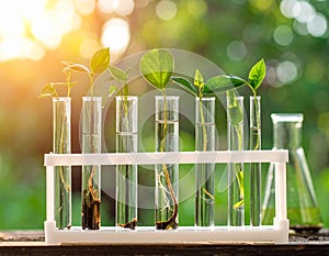 Scientific Laboratory Analysis Of Genetically Modified Plant Seedlings Growing Research Experiment