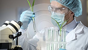 Scientific laboratory worker examining sprouts of artificially excreted cereals