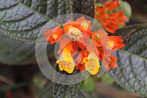 Scientific name: Alloplectus Higher classification: Gesneriaceae Order: Lamiales Taxonomic rank: Genus. photo