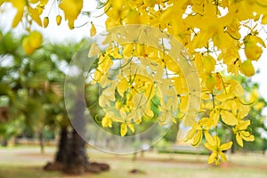 Scientific name: Cassia fistula is a flowering plant in the family Fabaceae. It is a plant native to South Asia