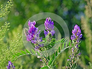 Dahuricus dahuricus is Astragalus dahuricus Pall photo