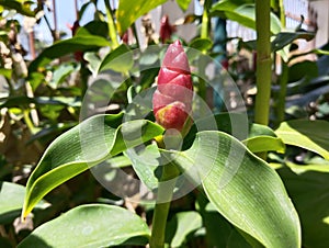 The scientific name of the pacing pentul is Costus spicatus