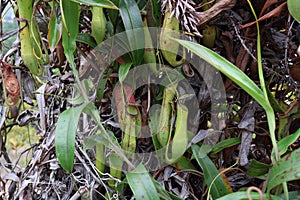 The scientific name of the pitcher plant is Nepenthes