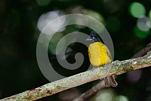 Scientific name : Pycnonotus flaviventris, Family : Bulbuls Pycnonotidae.