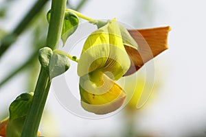 The close-up image of Scotch Broom flower Cytisus scoparius