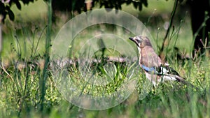 The scientific name of the species, glandarius, derives from the late Latin name used to designate these birds photo