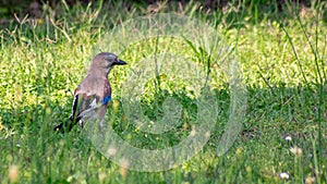 The scientific name of the species, glandarius, derives from the late Latin name used to designate these birds photo