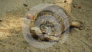 Leopard tortoise, Hartbeesport, North West, South Africa