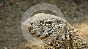 Head detail, rock monitor, Harbeespoort, North West, South Africa
