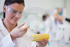 Scientific researcher injecting corn cob at lab