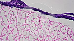 Scientific slide with spinal cord in transversal section with 400x magnification and bright field