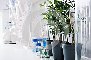 Scientific tools and plants at workplace
