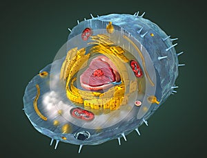 Scientifically correct illustration of the internal structure of a human cell, cut-away photo