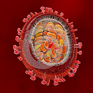 Scientifically correct representation of a flu pathogen in cross section photo