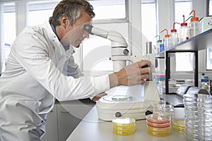 Scientist Adjusting Microscope To Examine Petri Dish