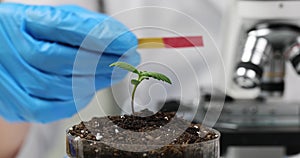 Scientist agronomist holding test strip and sprout with earth in petri dish