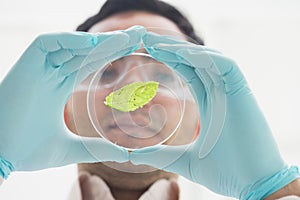 Scientist analyzing a leaf at the laboratory