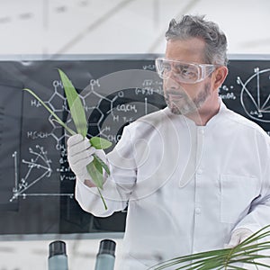 Scientist analyzing leafs photo