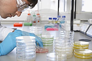Scientist Analyzing Petri Dish