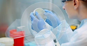 Scientist analyzing petri dish at laboratory