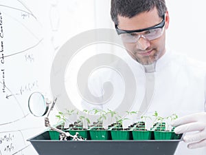 Scientist analyzing seedlings photo