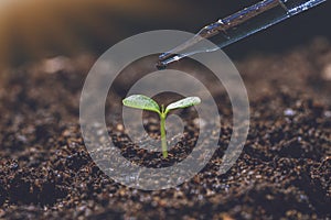 Scientist assessing the quality of the soil. The concept