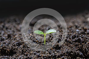 Scientist assessing the quality of the soil. The concept