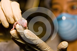 Scientist with baby mouse