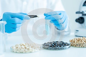 Scientist check chemical whole grains residues in laboratory. Control experts inspect the concentration of chemical residues.