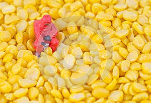 Scientist checking chemical in bean seed