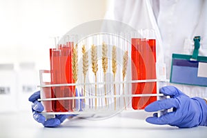 Scientist checking sample of wheat at tubes, doing contol about