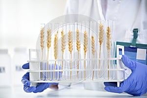 Scientist checking sample of wheat at tubes, doing contol about